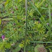 ヒメ日記 2025/04/18 13:25 投稿 三日月ひかる コウテイ