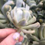 ヒメ日記 2025/05/10 08:00 投稿 三日月ひかる コウテイ