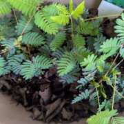 ヒメ日記 2025/05/20 08:45 投稿 三日月ひかる コウテイ