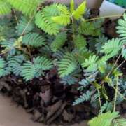 ヒメ日記 2025/05/20 09:05 投稿 三日月ひかる コウテイ