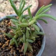 ヒメ日記 2025/06/06 08:35 投稿 三日月ひかる コウテイ