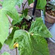 ヒメ日記 2025/06/21 07:56 投稿 三日月ひかる コウテイ