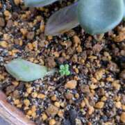 ヒメ日記 2025/06/29 12:51 投稿 三日月ひかる コウテイ