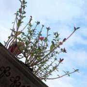 ヒメ日記 2025/07/15 18:35 投稿 三日月ひかる コウテイ