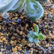 ヒメ日記 2025/07/19 09:54 投稿 三日月ひかる コウテイ