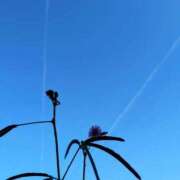 ヒメ日記 2025/07/29 08:04 投稿 三日月ひかる コウテイ