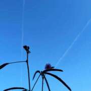 ヒメ日記 2025/07/29 08:09 投稿 三日月ひかる コウテイ