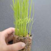 ヒメ日記 2025/08/03 15:35 投稿 三日月ひかる コウテイ