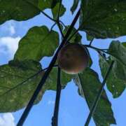 ヒメ日記 2025/08/20 10:19 投稿 三日月ひかる コウテイ