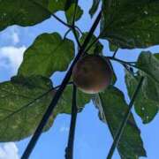 ヒメ日記 2025/08/20 10:39 投稿 三日月ひかる コウテイ