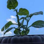 ヒメ日記 2025/09/04 08:19 投稿 三日月ひかる コウテイ