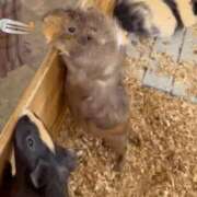 ヒメ日記 2025/09/22 08:10 投稿 三日月ひかる コウテイ