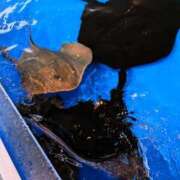 ヒメ日記 2025/11/26 08:28 投稿 三日月ひかる コウテイ