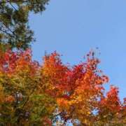 三日月ひかる お出かけ日和🍁🌙 コウテイ