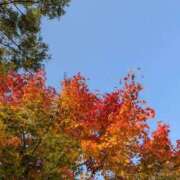 三日月ひかる お出かけ日和🍁🌙 コウテイ