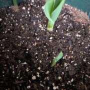 ヒメ日記 2025/12/23 08:09 投稿 三日月ひかる コウテイ