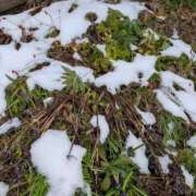 三日月ひかる 今年最後に♥️🌙 コウテイ