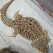 三日月ひかる そろそろ遊び納め🍌💋🌙 コウテイ