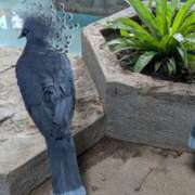 ヒメ日記 2026/02/08 08:00 投稿 三日月ひかる コウテイ