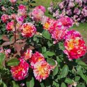 白石詩音 はわわぁ… コウテイ