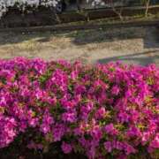 ヒメ日記 2025/04/29 18:24 投稿 みいな 成田人妻花壇