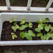 ヒメ日記 2025/05/18 10:34 投稿 みいな 成田人妻花壇