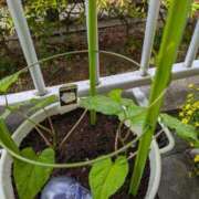 ヒメ日記 2025/05/22 08:29 投稿 みいな 成田人妻花壇