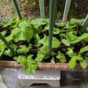 ヒメ日記 2025/05/26 09:01 投稿 みいな 成田人妻花壇