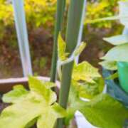 ヒメ日記 2025/06/05 13:01 投稿 みいな 成田人妻花壇