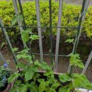 ヒメ日記 2025/06/10 09:45 投稿 みいな 成田人妻花壇