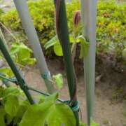 ヒメ日記 2025/06/24 12:31 投稿 みいな 成田人妻花壇