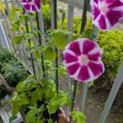 ヒメ日記 2025/06/27 13:30 投稿 みいな 成田人妻花壇