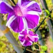 ヒメ日記 2025/08/24 10:31 投稿 みいな 成田人妻花壇