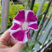 ヒメ日記 2025/09/05 15:35 投稿 みいな 成田人妻花壇