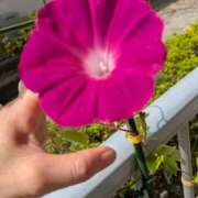 ヒメ日記 2025/09/09 10:33 投稿 みいな 成田人妻花壇