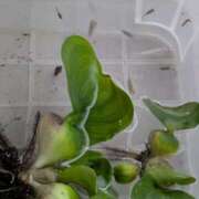 ヒメ日記 2025/09/29 17:45 投稿 みいな 成田人妻花壇