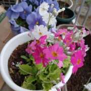 ヒメ日記 2026/03/22 17:59 投稿 みいな 成田人妻花壇