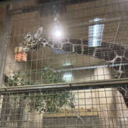 ヒメ日記 2025/01/30 00:10 投稿 はんな ドリーム水戸