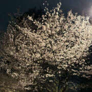 ヒメ日記 2025/04/04 12:40 投稿 はんな ドリーム水戸