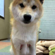 ヒメ日記 2025/05/31 17:50 投稿 はんな ドリーム水戸