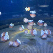 ヒメ日記 2025/07/03 06:20 投稿 はんな ドリーム水戸