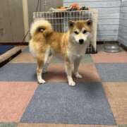 はんな 今日のわんこ通信 ドリーム水戸