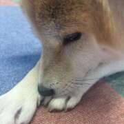 ヒメ日記 2026/01/11 13:20 投稿 はんな ドリーム水戸