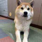 はんな ついか！ ドリーム水戸