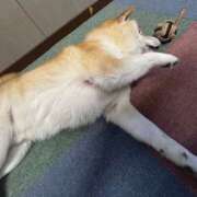 はんな 空き枠 ドリーム水戸