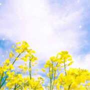 ヒメ日記 2025/04/17 13:11 投稿 南 おりな 京都ホットポイント