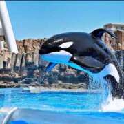 ヒメ日記 2025/08/10 13:39 投稿 南 おりな 京都ホットポイント