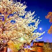 ヒメ日記 2026/03/17 15:15 投稿 南 おりな 京都ホットポイント