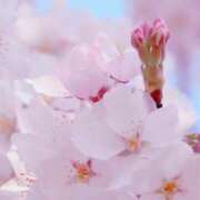 ヒメ日記 2026/04/03 14:53 投稿 南 おりな 京都ホットポイント