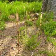 ヒメ日記 2025/04/11 11:50 投稿 ゆき 11チャンネル